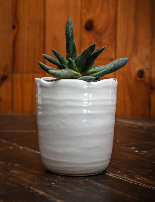 GASTERIA NIGRICANS