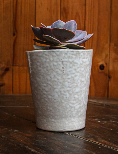 ECHEVERIA PERLE VON NURNBERG