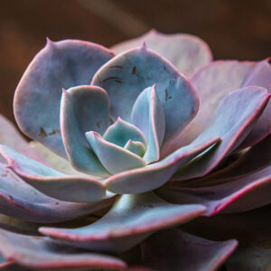ECHEVERIA PERLE VON NURNBERG