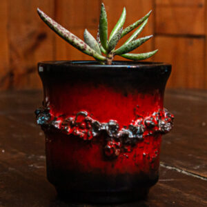 ADROMISCHUS FILICAULIS