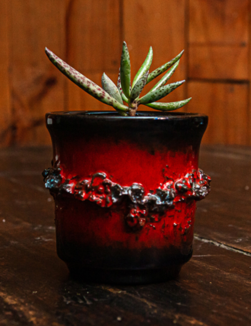 ADROMISCHUS FILICAULIS