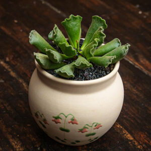 ADROMISCHUS CRISTATUS