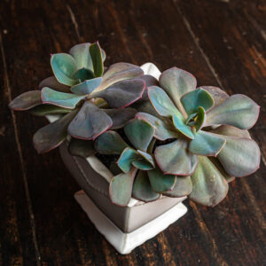ECHEVERIA DUSTY ROSE