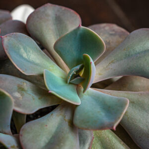 ECHEVERIA DUSTY ROSE