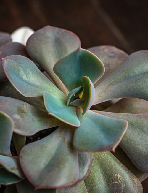 ECHEVERIA DUSTY ROSE