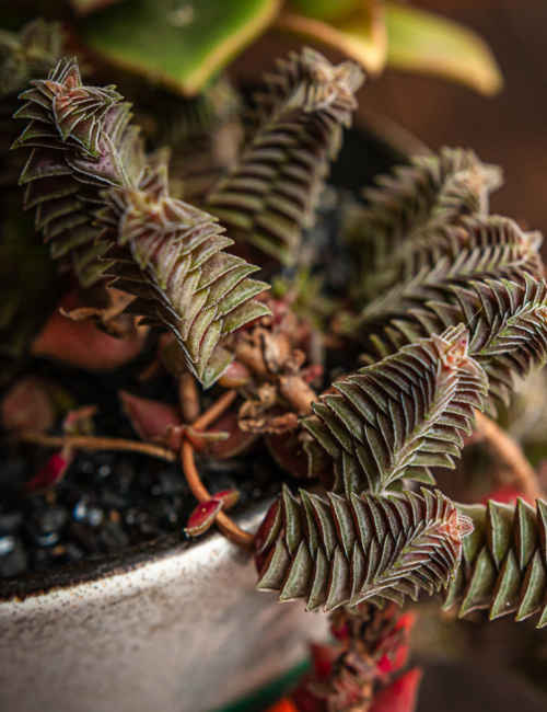 AEONIUM HAWORTHII CV. KIWI Y CRASSULAS CAPITELLA THYRSIFLORA Y PELLUCIDA