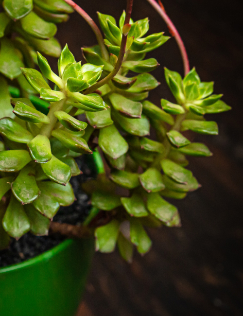 SEDEVERIA LETIZIA