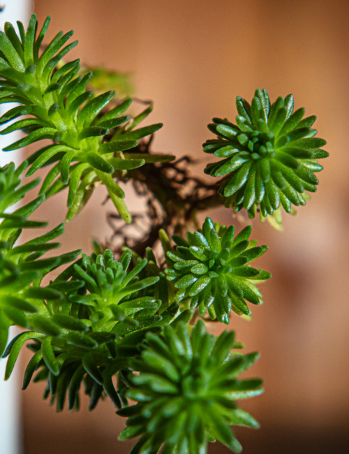 SEDUM MULTICEPS