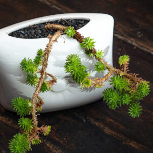 SEDUM MULTICEPS