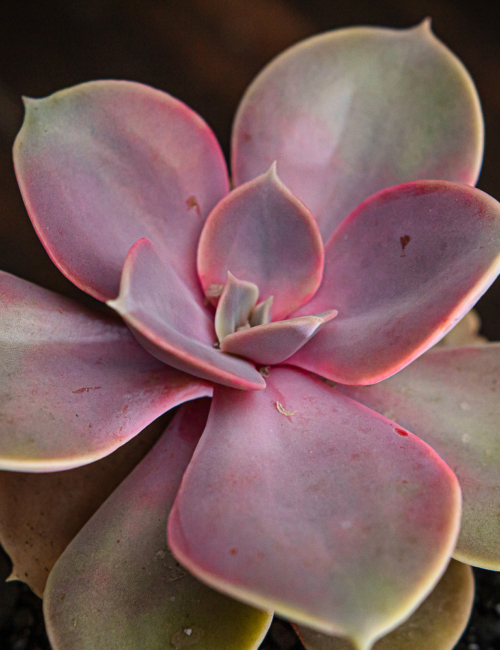 GRAPTOVERIA MRS. RICHARDS