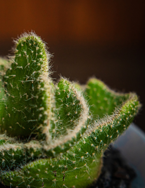 OPUNTIA SUBULATA CRESTADA