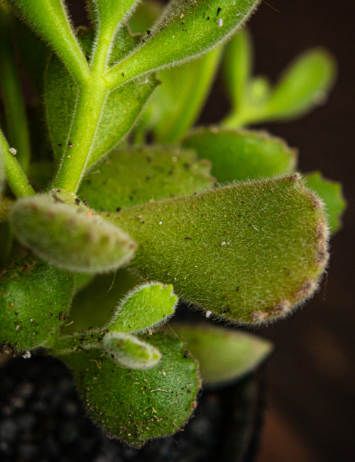 COTYLEDON TOMENTOSA