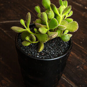 COTYLEDON TOMENTOSA