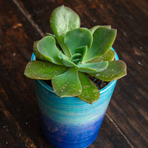 ECHEVERIA CAMALEON
