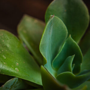 ECHEVERIA CAMALEON