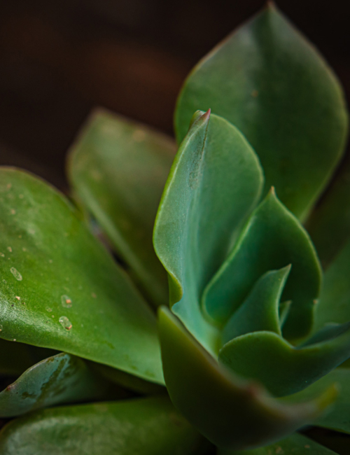 ECHEVERIA CAMALEON