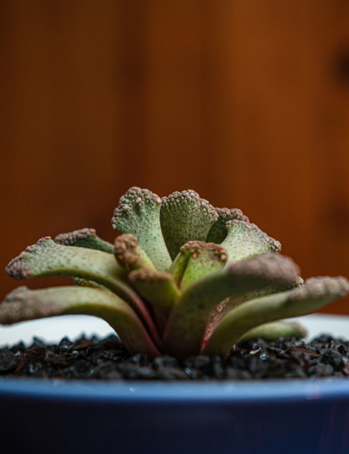 TITANOPSIS CALCAREA