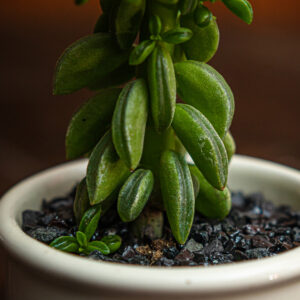 PEPEROMIA AXILLARIS