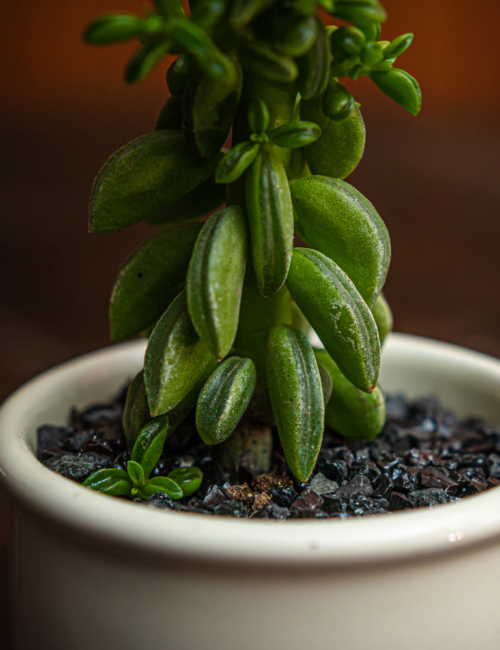 PEPEROMIA AXILLARIS