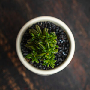 PEPEROMIA AXILLARIS