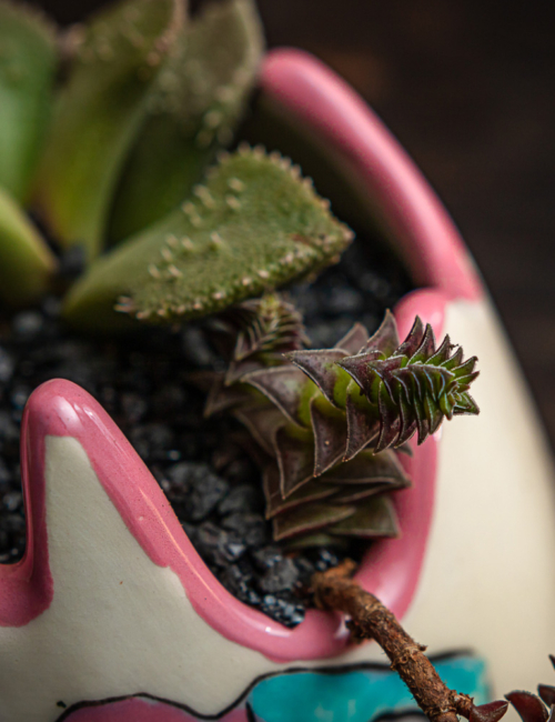 ALOINOPSIS LUCKHOFFII Y CRASSULLA CAPITELLA THYRSIFLORA