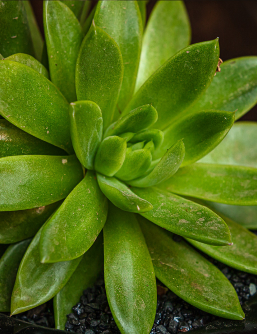 ECHEVERIA AGAVOIDES BICEFALA