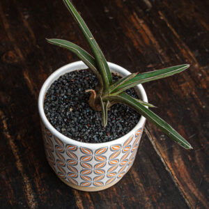 AGAVE VICTORIAE-REGINAE