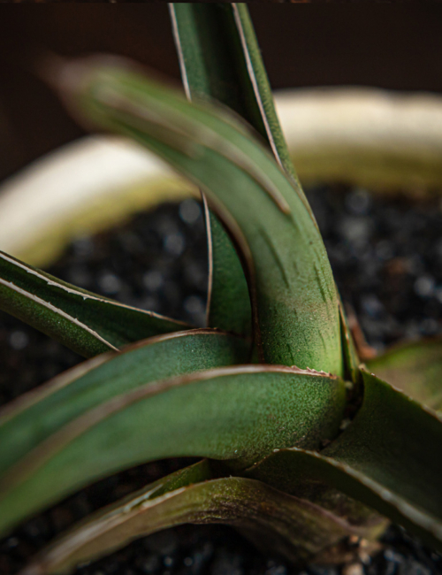 AGAVE VICTORIAE-REGINAE