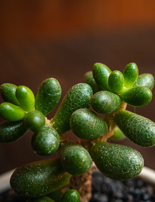 SEDUM HERNANDEZII