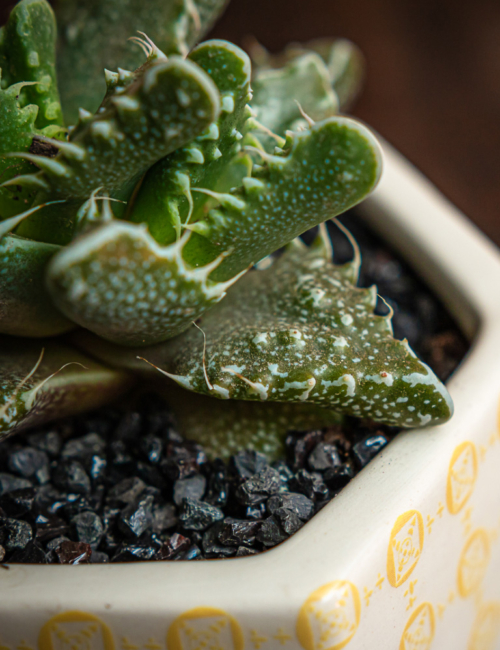 FAUCARIA TUBERCULOSA