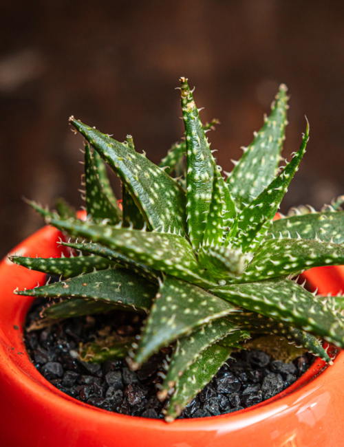 ALOE PEPE