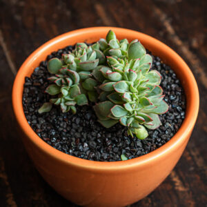 ECHEVERIA ESTHER CRESTADA