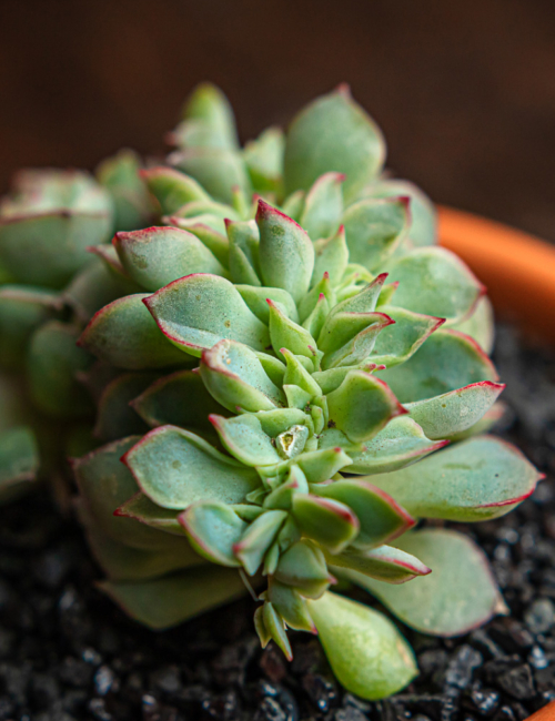 ECHEVERIA ESTHER CRESTADA