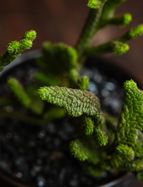 CRÁSSULA MUSCOSA MONSTRUOSA