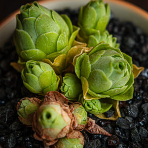 GREENOVIA DODRENTALIS