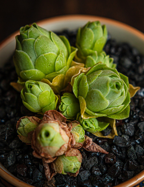 GREENOVIA DODRENTALIS