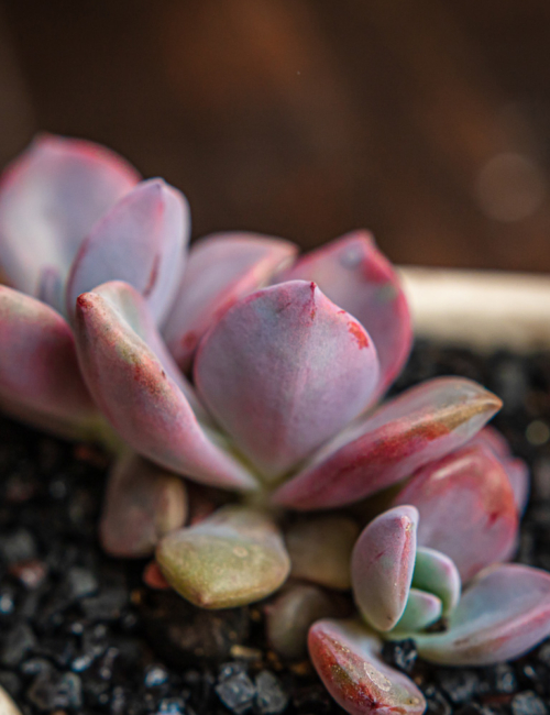 GRAPTOVERIAS MRS. RICHARDS Y FRED IVES