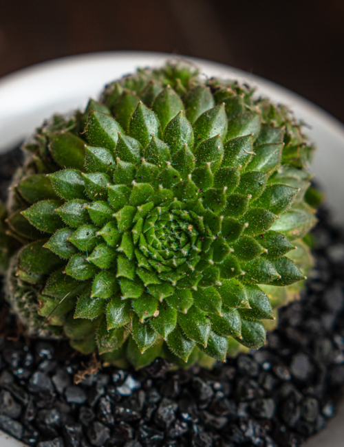 SEMPERVIVUM MINUTUM