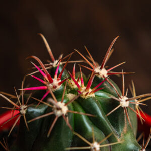 FEROCACTUS PENINSULAE