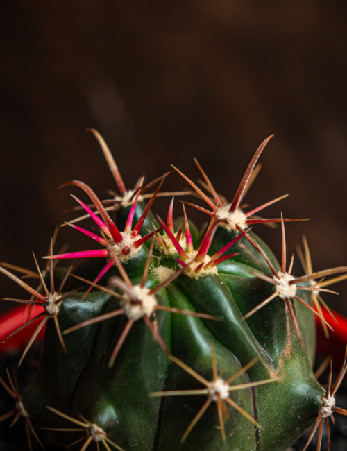 FEROCACTUS PENINSULAE