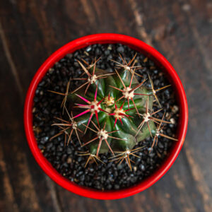 FEROCACTUS PENINSULAE
