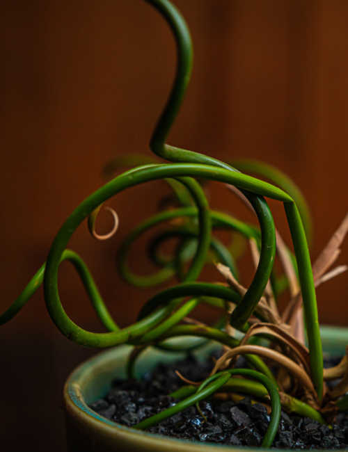 ALBUCA SPIRALIS