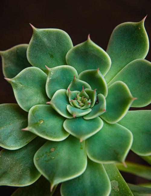 GRAPTOVERIA MARGARETE REPPIN