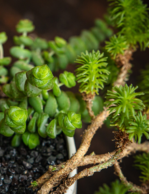 CRASSULA MARNIERIANA Y SEDUM MULTICEPS