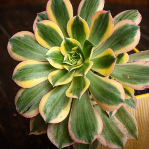 AEONIUM DECORUM SUNBURST