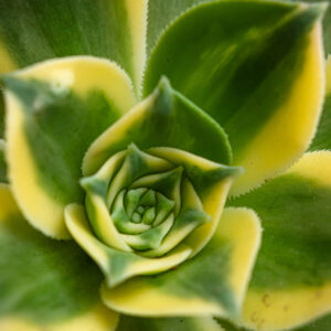 AEONIUM DECORUM SUNBURST
