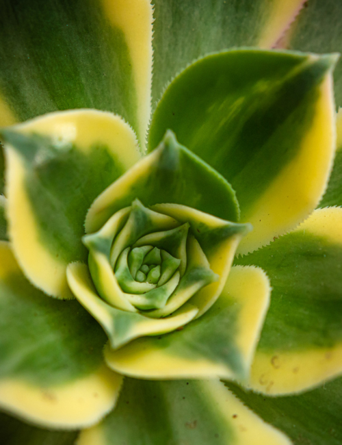 AEONIUM DECORUM SUNBURST